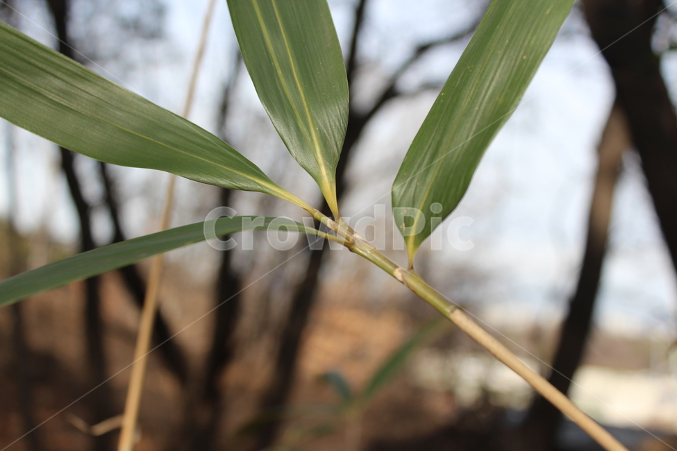 plant,식물,green,bamboo,대나무