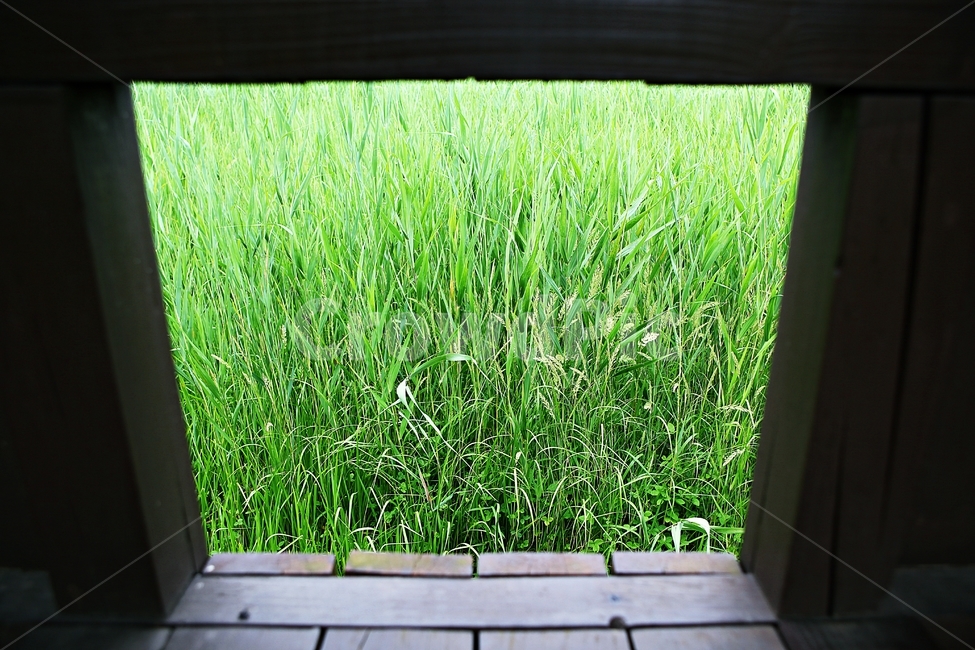 안산호수공원,공원,자연,식물,갈대