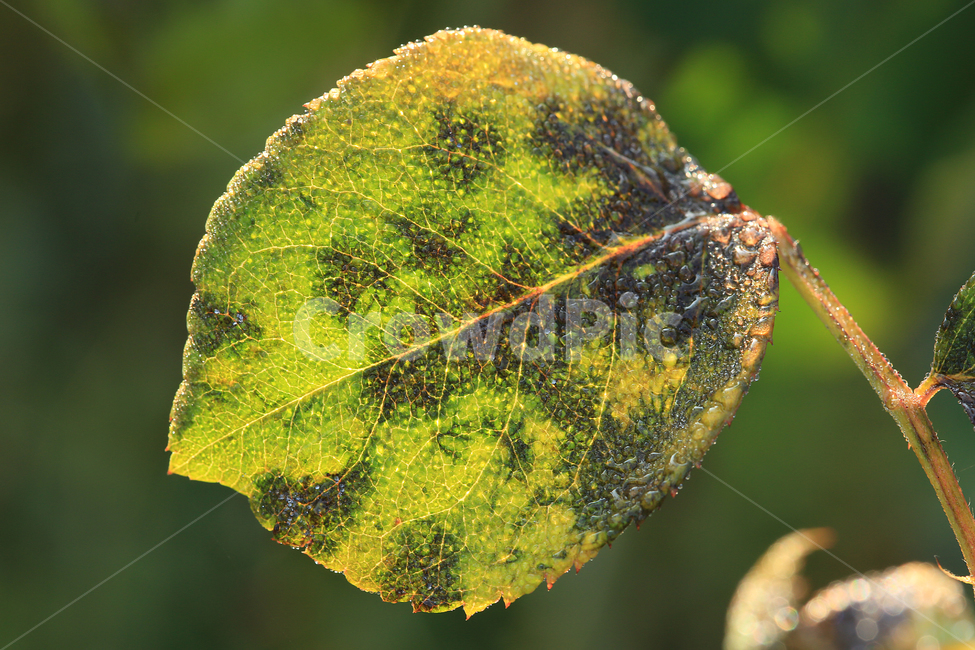 나뭇잎,이슬,leaf,dew,장미잎,식물,자연,plants,nature