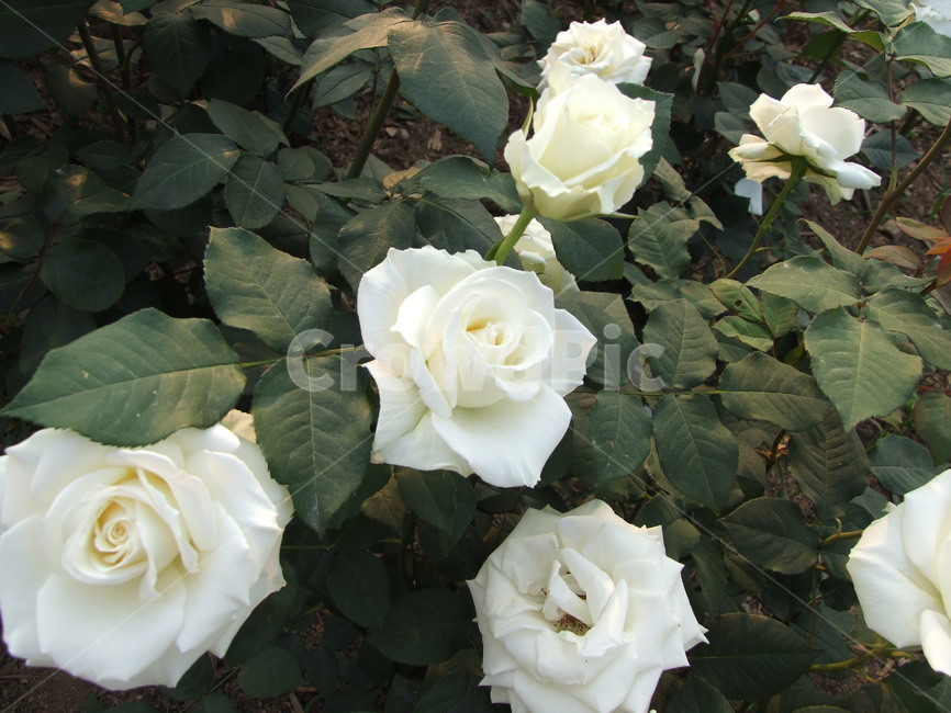 장미,백장미,장미꽃,꽃,rose,만개,개화,블로섬,꽃밭,꽃잎