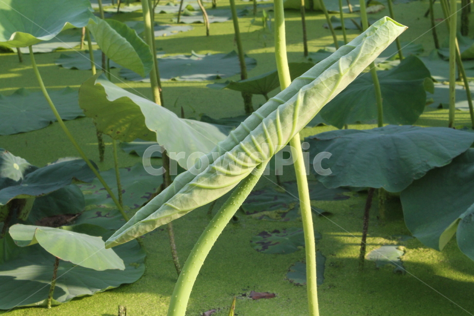 연,연잎,잎,식물,lotus,식물,자연,plants,nature
