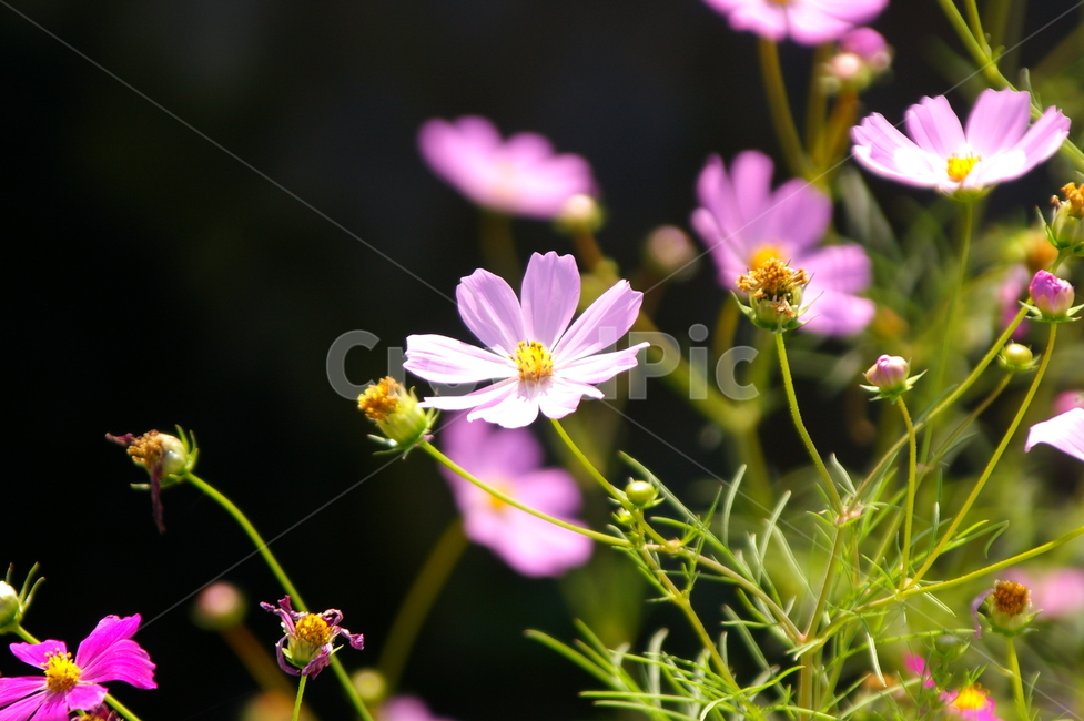 꽃,식물,꽃잎,flower,blossom,코스모스,코스모스꽃,식물,자연,plants,nature,꽃,flower