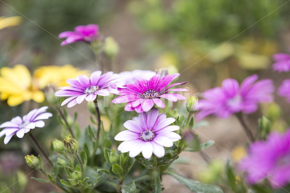 오스테오스펄멈,플라워,꽃,야생화,아프리칸데이지,숲,정원,가든,garden,flower,daisy,forest,wildflower,꽃말,색깔,color,osteospermum,식물,자연,plants,nature,꽃,flower