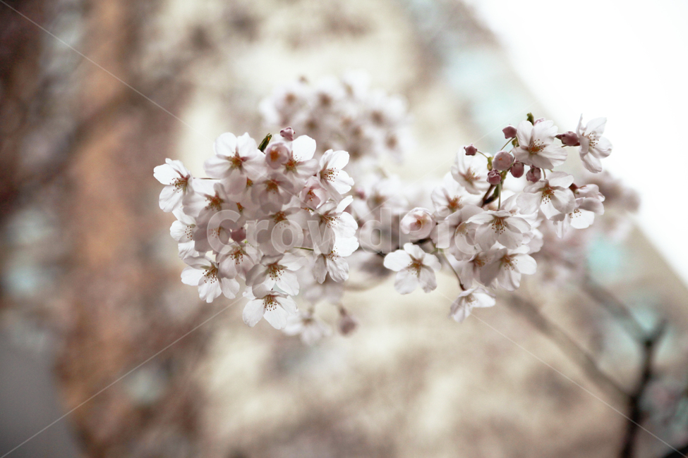 벚꽃,꽃,벚꽃놀이,벚꽃축제,벚꽃놀이시즌,봄,계절,spring,season,plant,식물,flower,blossom