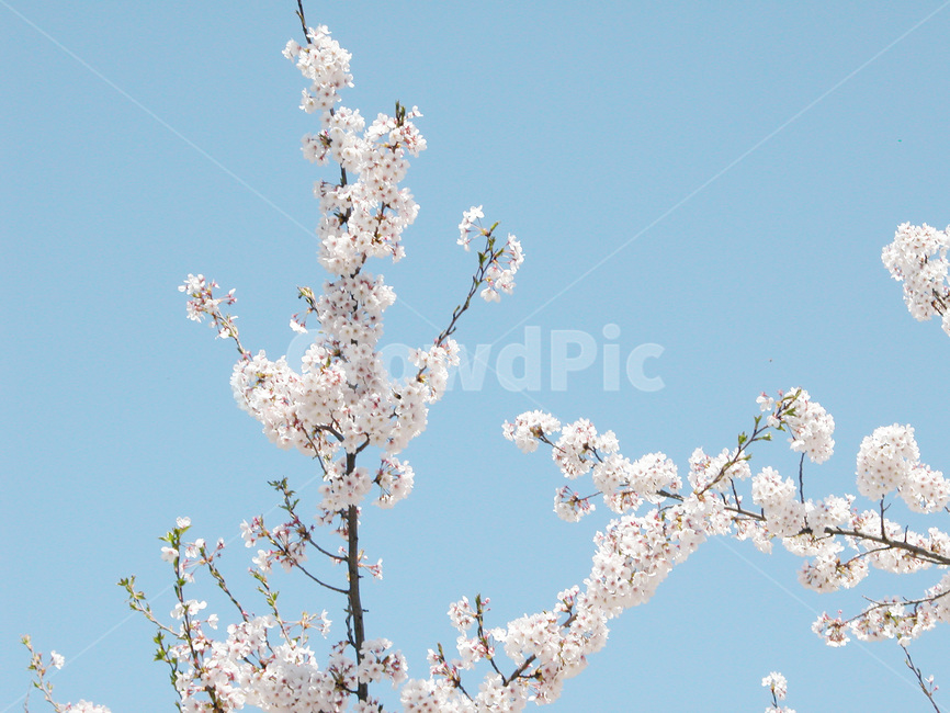 벚꽃,봄,꽃,봄꽃,꽃송이,봄,계절,spring,season,식물,자연,plants,nature,꽃,flower,plant,blossom