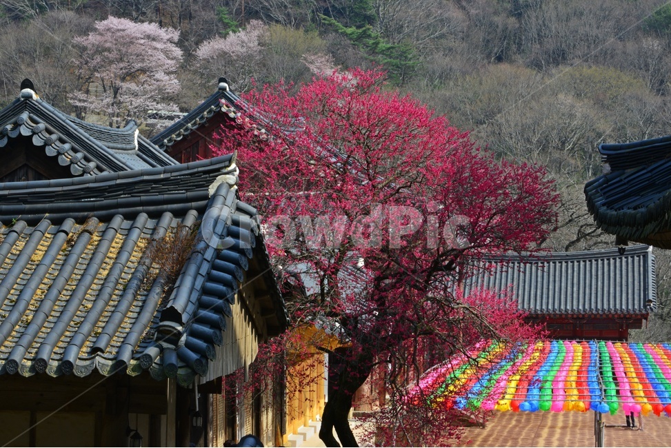 outdoors,옥외,architecture,건축물,building,건물,plant,식물,구례,화엄사,사찰,절,불교,연등,부처님오신날,유적지,문화재,경치,경관,풍경,홍매화,흑매,화엄사홍매화
