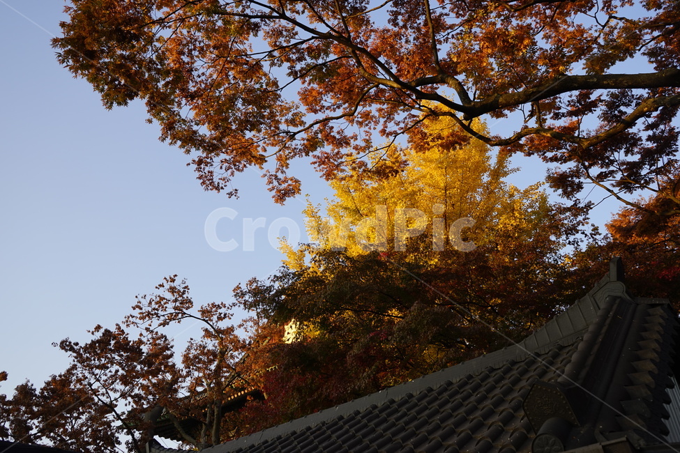 가을,계절,하늘,기와,단풍,tree,나무,plant,식물,노랑,쓸쓸함,가지,감성,가을,계절,fall,autumn,season