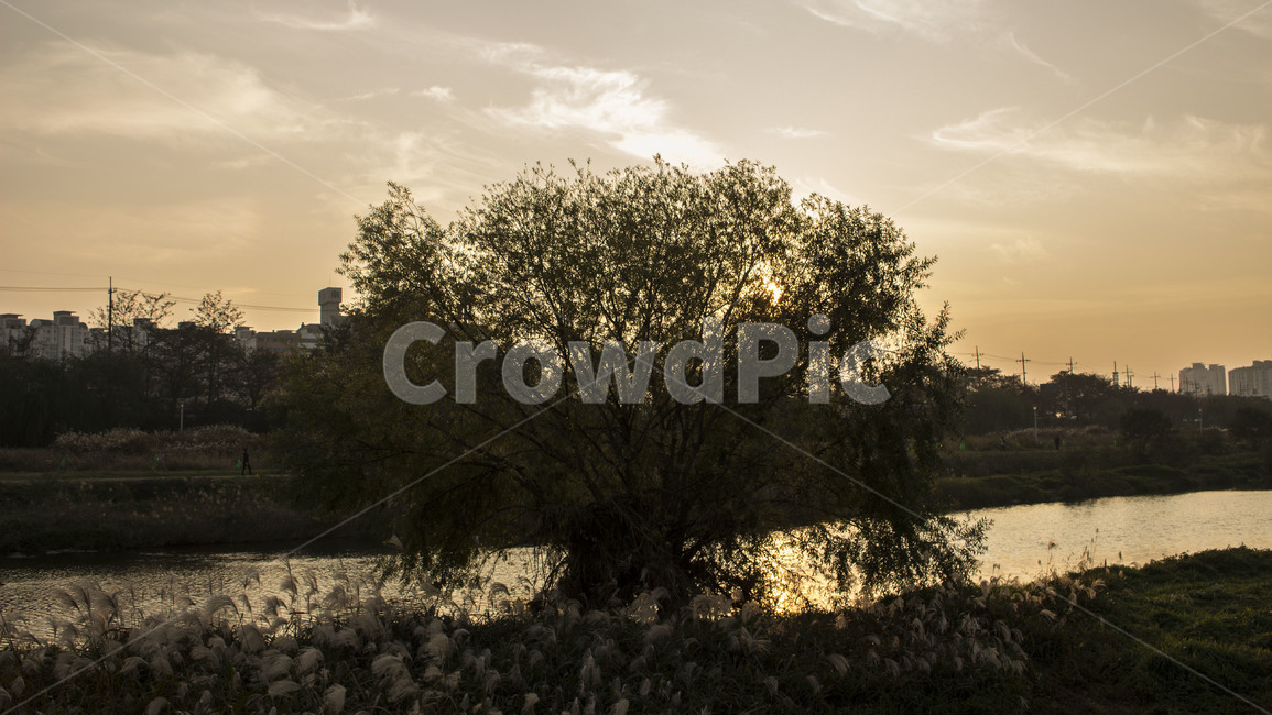 나무,tree,노을,가을,fall,sunset,미세먼지,도시,하천