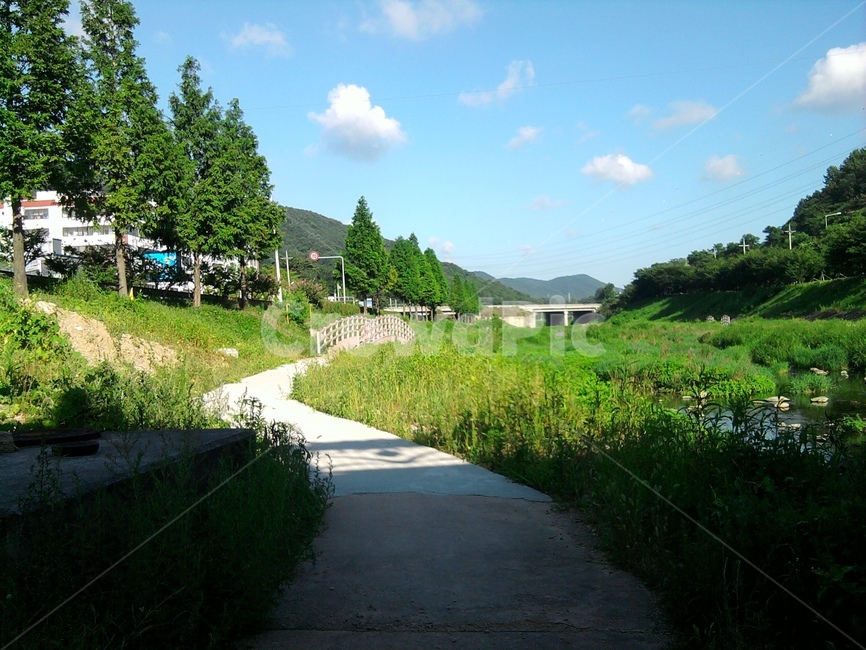 오솔길,자연,나무,산책,풍경,자연,풍경,nature,landscape,tree,plant,식물,fir,전나무,outdoors,옥외