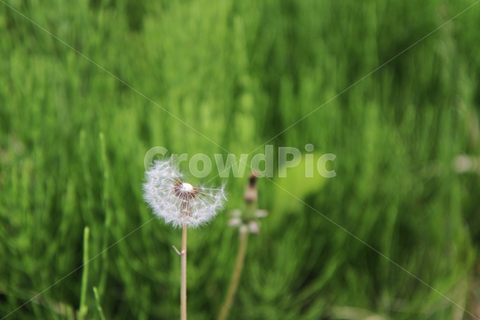 민들레,홀씨,식물,꽃,자연,감성사진,식물,자연,plants,nature,꽃,flower