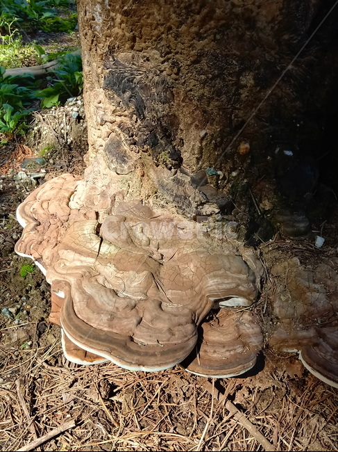 버섯,진균류,fungus,mushroom,식물,버섯,mushroom