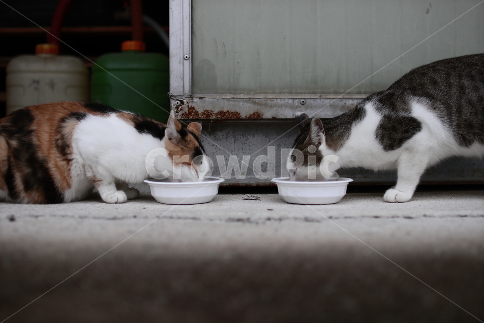cat,고양이,길냥이,캣맘,길거리,animal,동물,동물,animal,포유류,mammal,고양이,cat,kitten,kitty