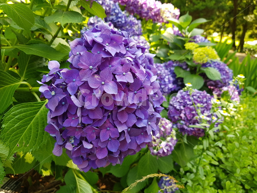 plant,수국,식물,blossom,꽃,flower,자연