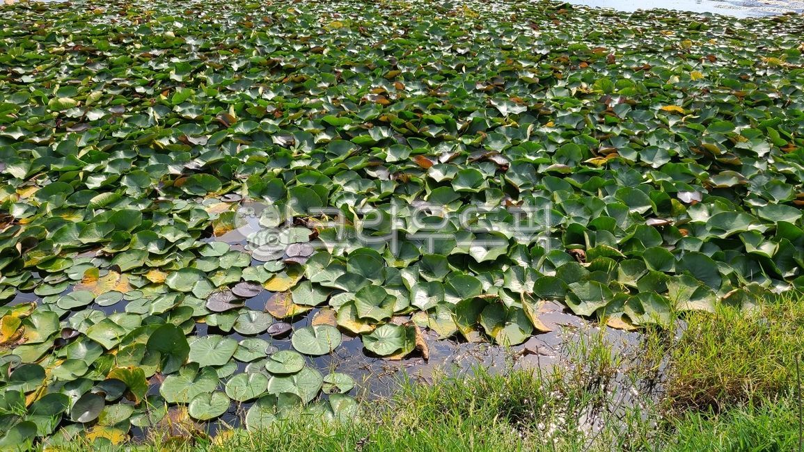 lotus leaf,angiosperms,dicotyledonous plant,angiosperm,perennialplant,water,perennial aquatic plant,dicotyledonousplant,lotusleaf