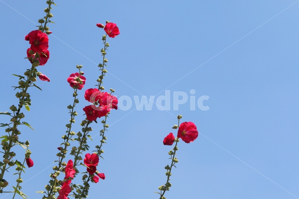 접시꽃,식물,꽃,빨간색꽃,flower,hollyhock,하늘,plants,red,빨간색,nature,자연,flowers,레드,아름다운