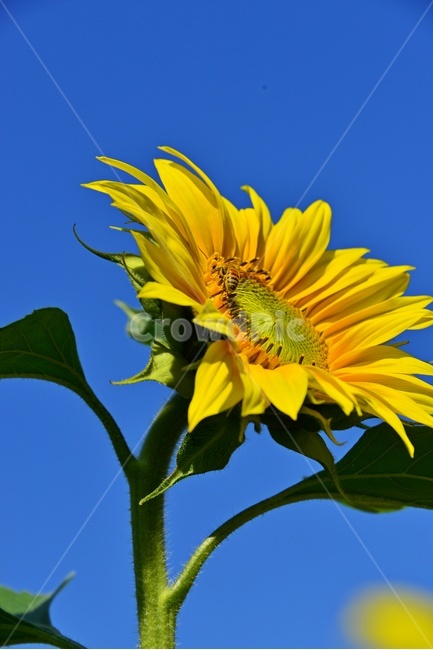 plant,식물,blossom,flower,꽃,bee,벌,apidae,양서류,invertebrate,무척추동물,animal,동물,곤충,insect,해바라기