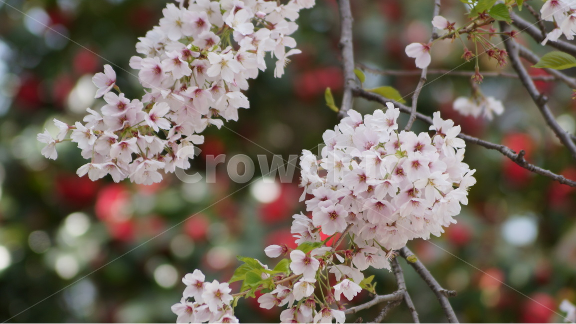 꽃,벚꽃,벚꽃축제,자연,풍경,봄,계절,spring,season,식물,자연,plants,nature,꽃,flower,plant,blossom