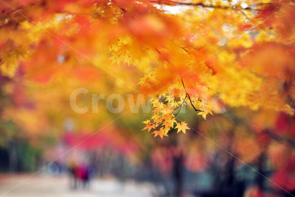 강천사,강천산,가을,단풍,노란,감성사진,가을,계절,fall,autumn,season,식물,자연,plants,nature,감성,sensible,feeling,leaf,잎,plant,tree,나무,maple