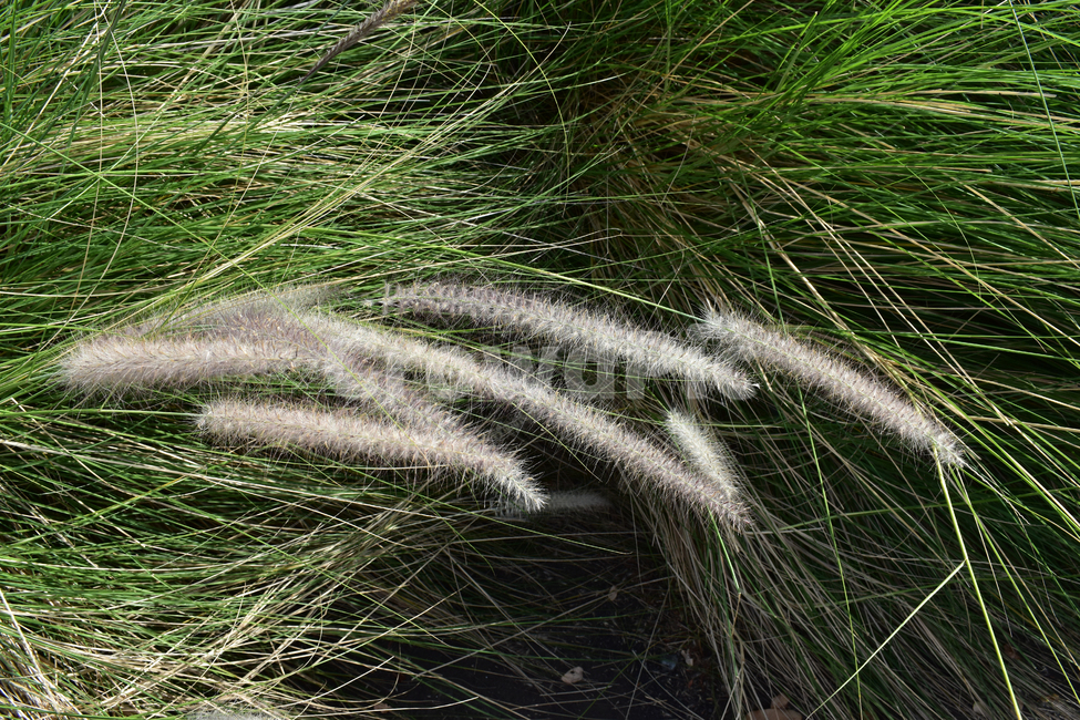 강아지풀,foxtail,풀,자주강아지풀,강아지꼬리풀