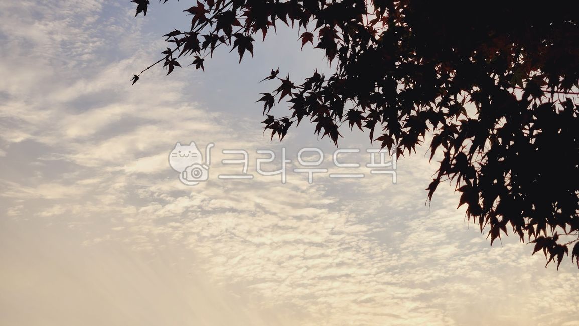 leaf,잎,silhouette,실루엣,sky,하늘,자연,nature,cloud,rnfma,단풍나무잎,노을
