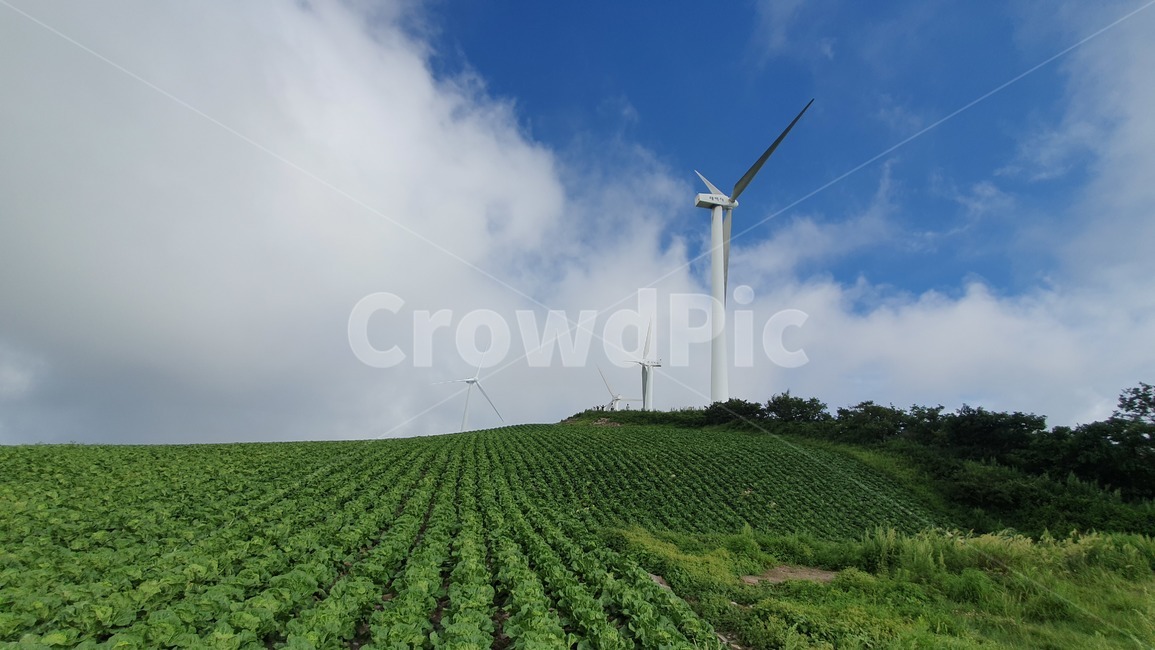 태백산,산,고냉지배추,하늘,구름,풍차,taebaeksanmountain,chinesecabbage,sky,clouds,windmill,농업,농사,agriculture,farming,farming industry,에너지산업,energy industry,machine,기계,engine,엔진,motor,모터