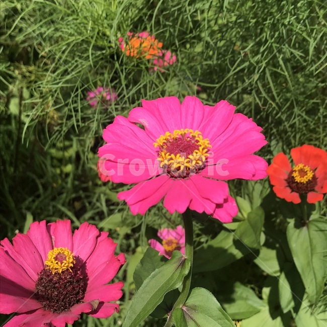 꽃,핑크꽃,식물,자연,plant,식물,자연,plants,nature,꽃,flower