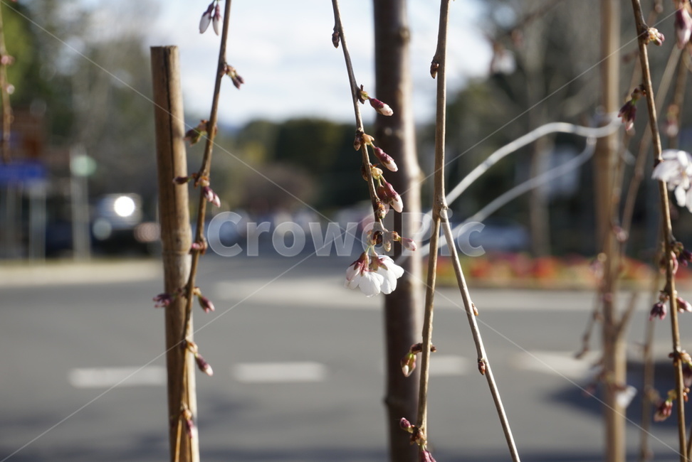 꽃,봄,식물,햇살,자연,식물,자연,plants,nature,나무,trees,wood