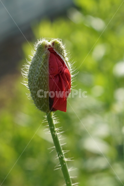 식물,꽃,싹,flower,초록색