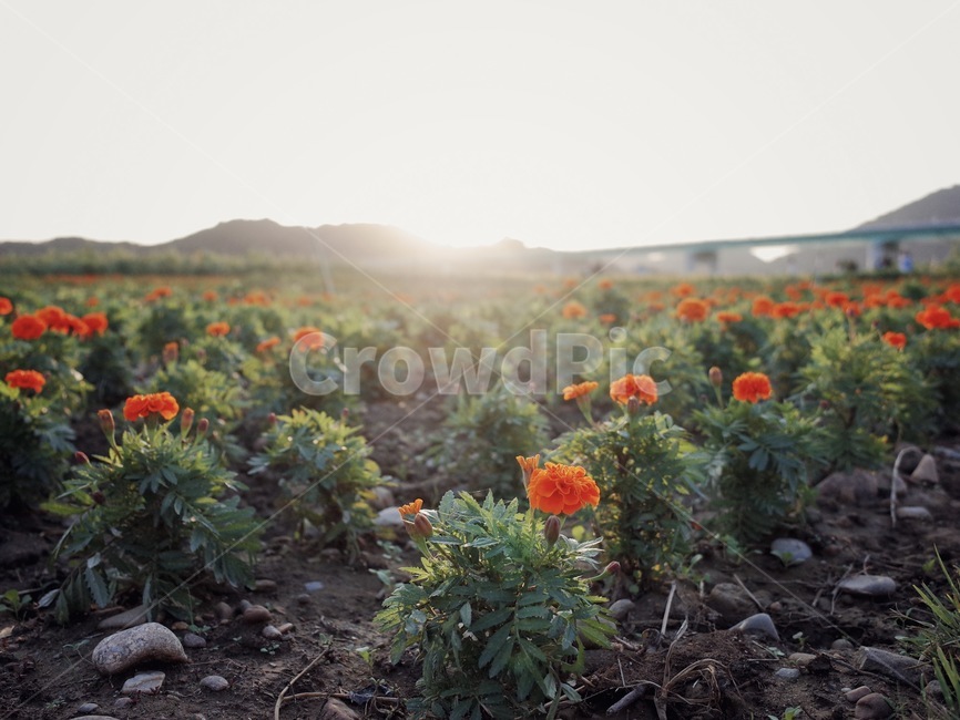 풀,꽃,자연,돌,흙,땅,다리,불빛,빛,해,햇빛,식물,자연,plants,nature,꽃,flower