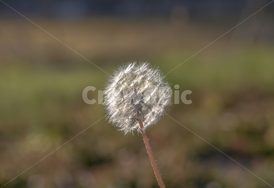 민들레,가을,겨울,꽃,감성사진,감성,자연,자연풍경,단렌즈,아웃포커싱,식물,flower,식물,자연,plants,nature,꽃,flower