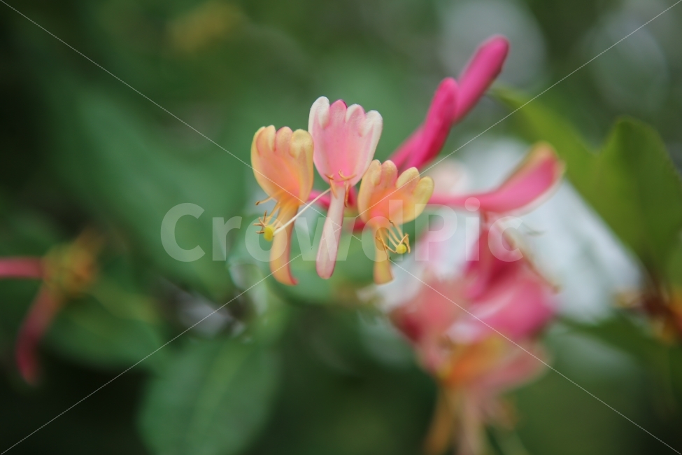 꽃,자연,배경,연분홍,힐링,식물,자연,plants,nature,꽃,flower,감성,sensible,feeling