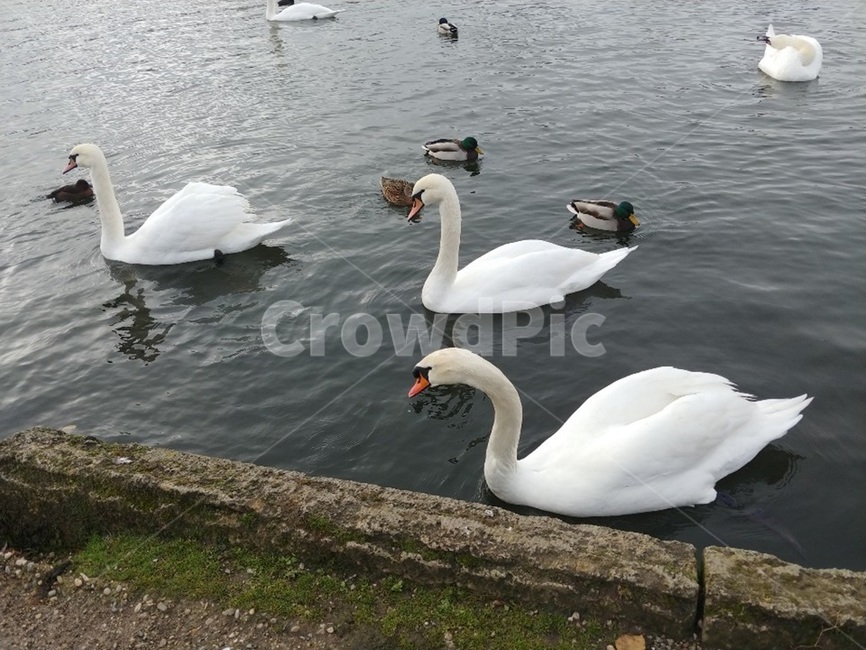 백조,swan,오리,청둥오리,새,bird,호수,lake,조류,새,birds