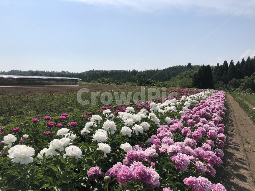 작약,목단,일본목단,작약밭,작약공원,목단공원,함박꽃,plant,식물