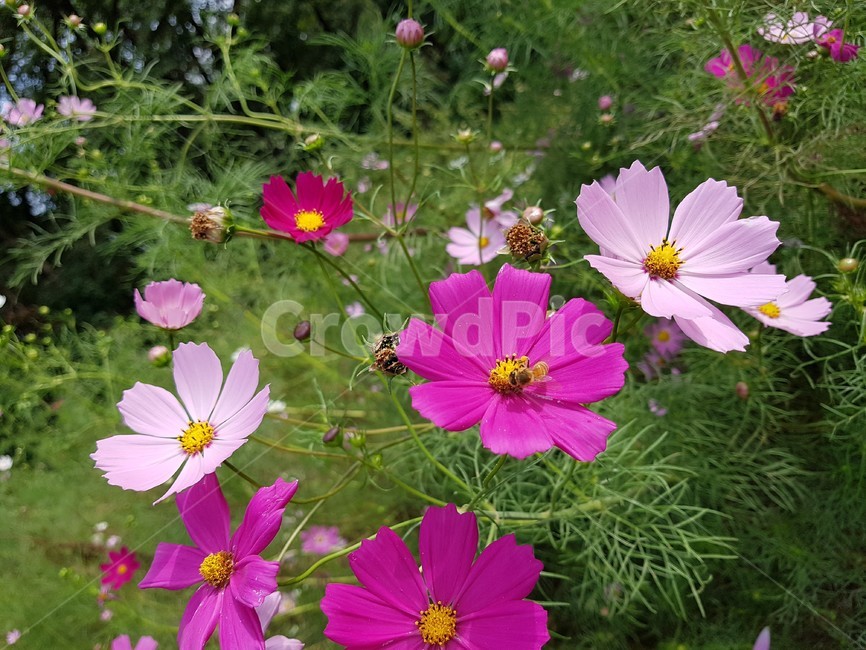 벌,bee,꿀벌,꽃,분홍색,flower,blossom,식물,자연,plants,nature,꽃,flower