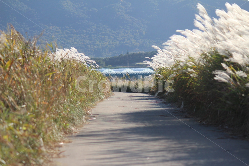 갈대,풀,식물,힐링,시골,바람부는,길,가을,계절,fall,autumn,season,plant,grass,잔디,lawn