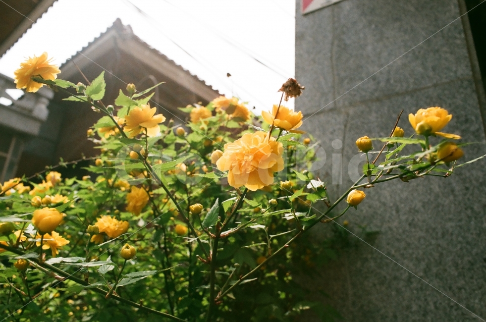 노랑,꽃,아련,감성,따뜻함,식물,자연,plants,nature,꽃,flower,감성,sensible,feeling