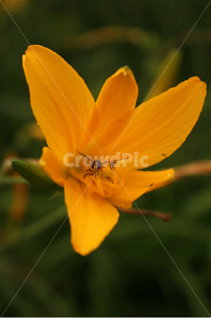 애기원추리,식물,flower,plants,nature,꽃,꽃봉오리,식물,자연,plants,nature,꽃,flower