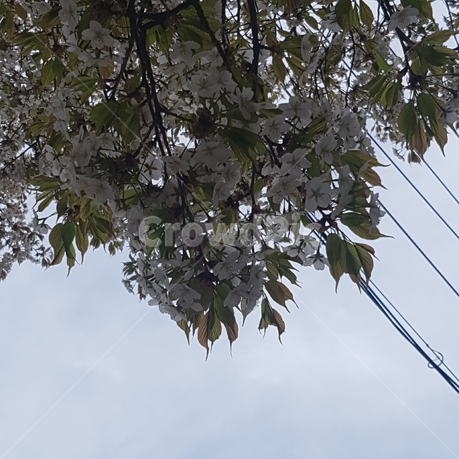 꽃,벚꽃,봄,길거리,낮