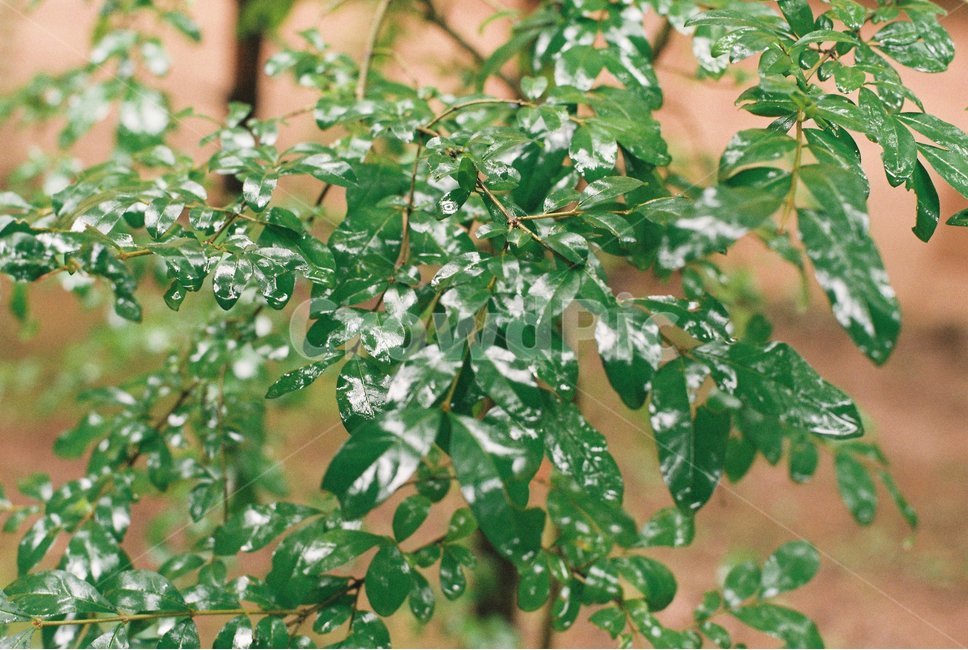 나뭇잎,비,비오는숲,숲,자연,필름사진,식물,자연,plants,nature,감성,sensible,feeling,비,비오는날,rain,rainy