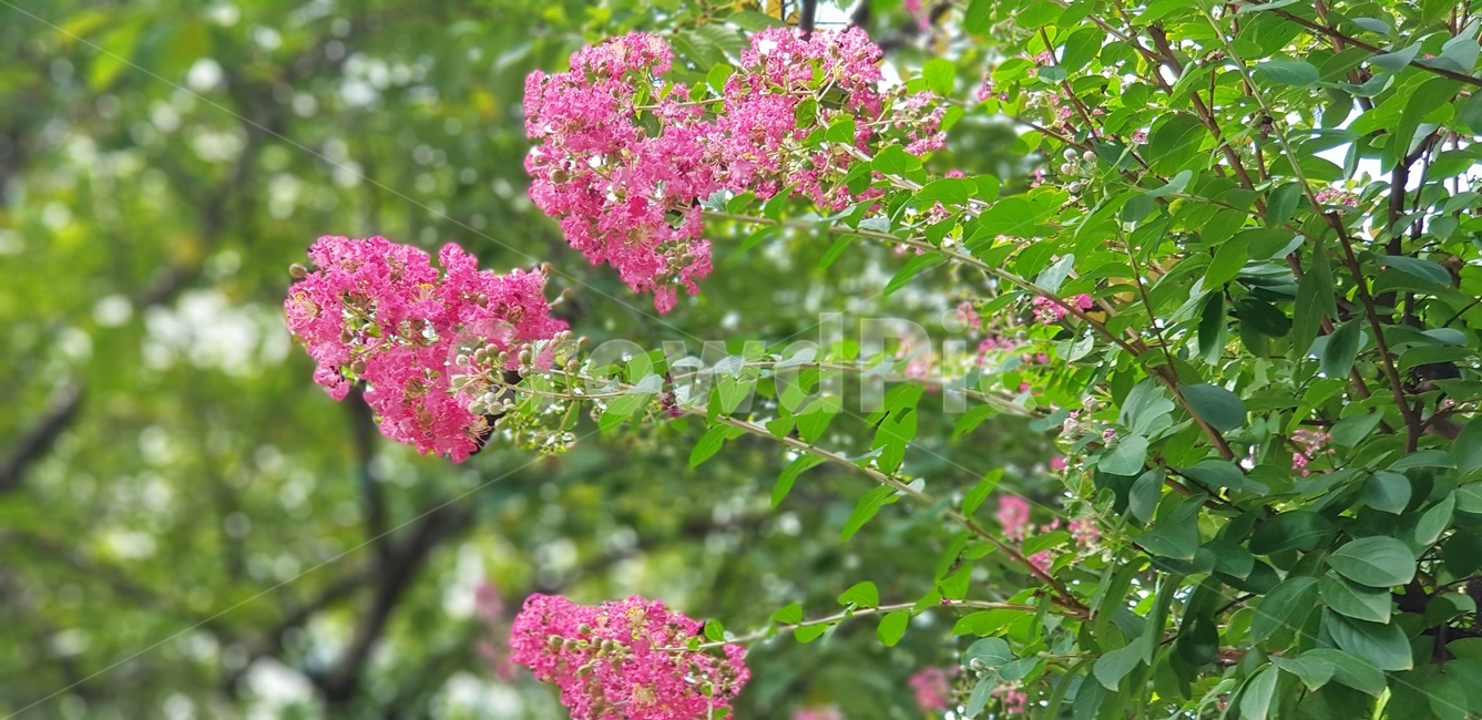 꽃나무,꽃,핑크,정원,식물,자연,초록잎,가지,계절,분홍,자연,풍경,nature,landscape,plant