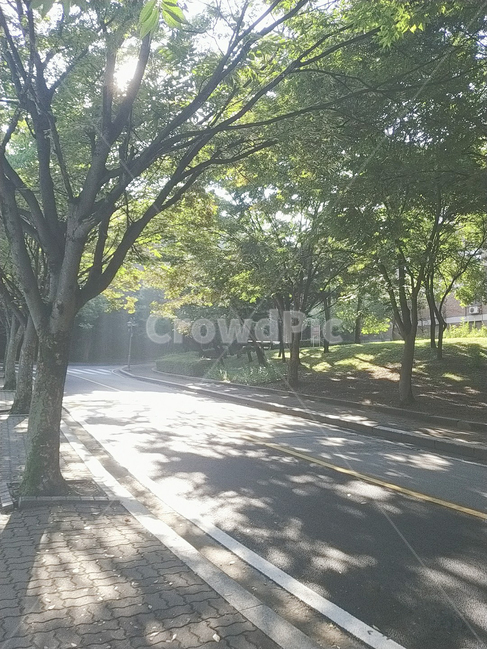 plant,식물,tree,나무,vegetation,초목,path,통로,outdoors,옥외,woodland,삼림지,forest,숲,nature,자연,grove,나무줄기,treetrunk,작은숲,도로,인도,초록,하늘,빛