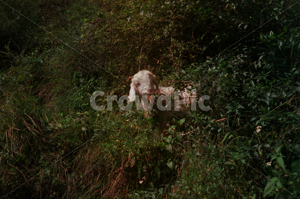 양,필름사진,필름,색감,나무,식물,자연,plants,nature,동물,animal,포유류,mammal