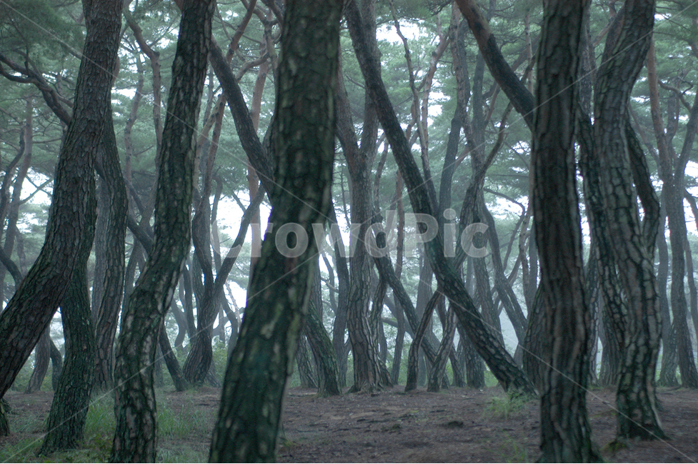 소나무,남산,안개,식물,산,자연,풍경,nature,landscape,tree,나무,plant,tree trunk,나무 줄기