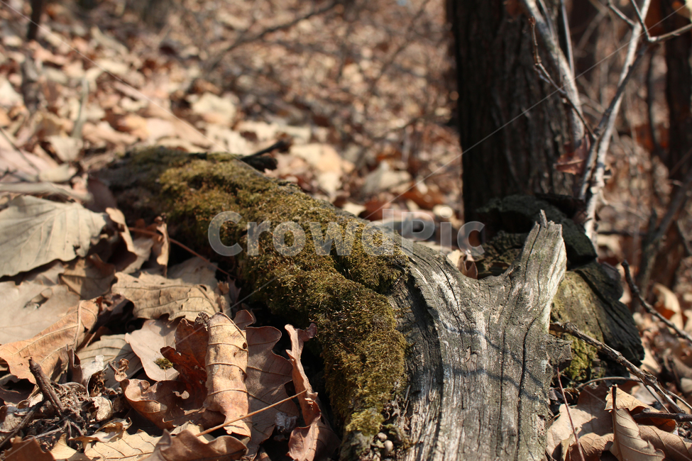 섞은나무,나무,이끼,낙엽,가을,자연,산,부러진나무,touchwood,tree,moss,leaves,fall,nature,mountaine,brokentree,식물,자연,plants,nature