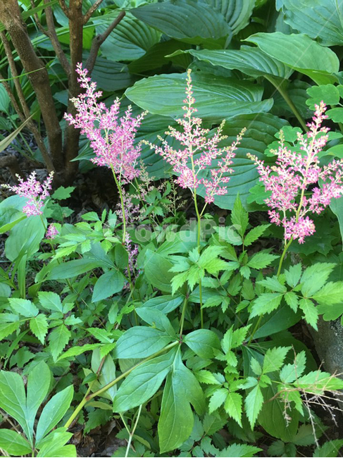 plant,식물,꽃,flower,분홍,잎,풀