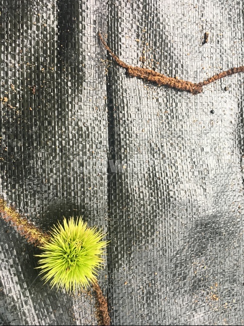 밤송이,자연,식물,열매,어린,연두,검정,검정배경,자연스러운,떨어진,chestnutburr,어린밤송이,뾰족한,날카로운,pointed