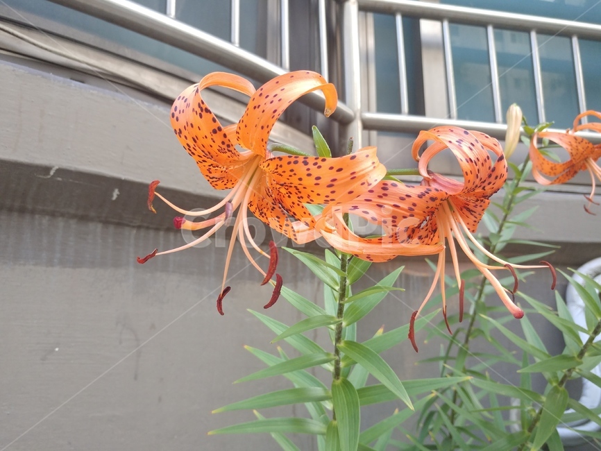 참나리,나리,lily,백합,나리꽃,lilium,알나리,식물