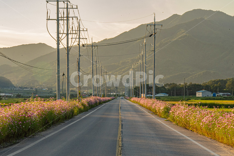 시골,풍경사진,가을,코스모스,길,도로,시골,마을,풍경,landscape,country,rural,town,교통,교통수단,traffic,transportation