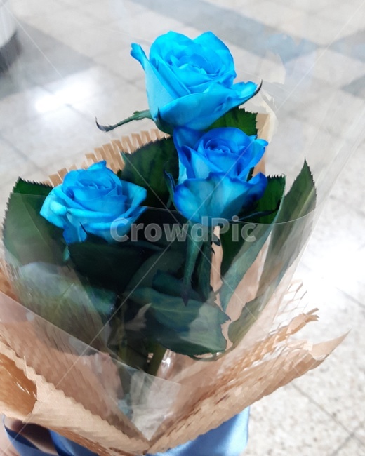 꽃,장미,꽃다발,데이트,기념일,꽃선물,블루로즈,프로포즈,블루,blue,rose,파란장미,꽃,flower,기념일,축하,anniversary,congratulation,celebrate,celebration
