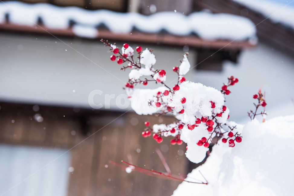 겨울,열매,식물,설경,눈내리는,경치,겨울,계절,winter,season